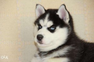 Создать мем: сибирская, haski, husky puppy