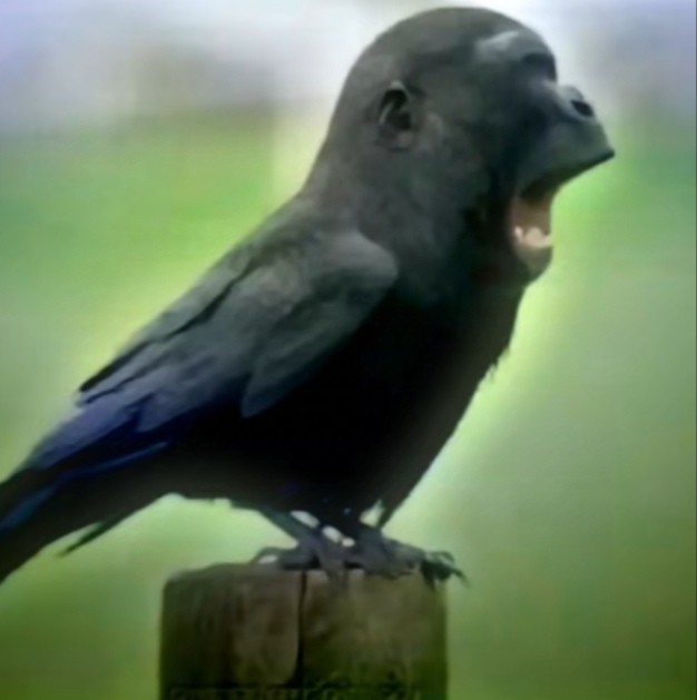 Create meme: The fat crow, The raven bird, funny bird