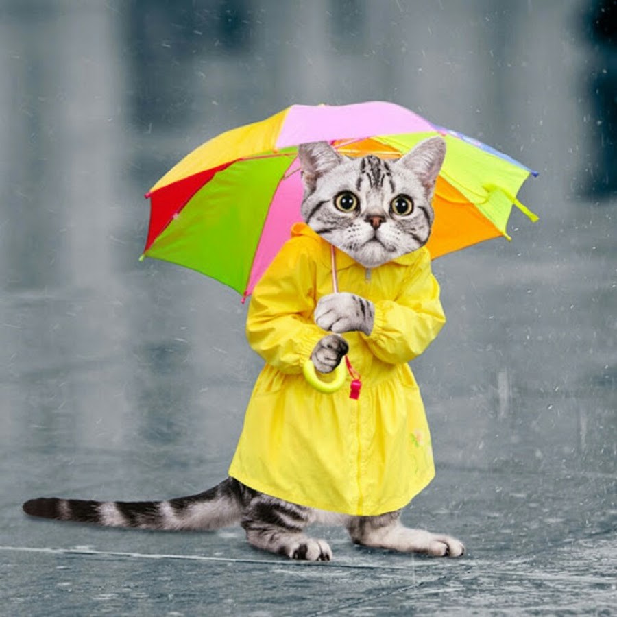 Кот в дождевике