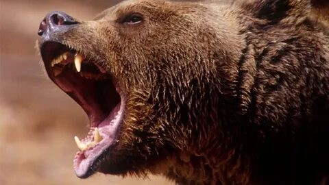 Create meme: grin bear , the formidable grizzly bear, grizzly bears