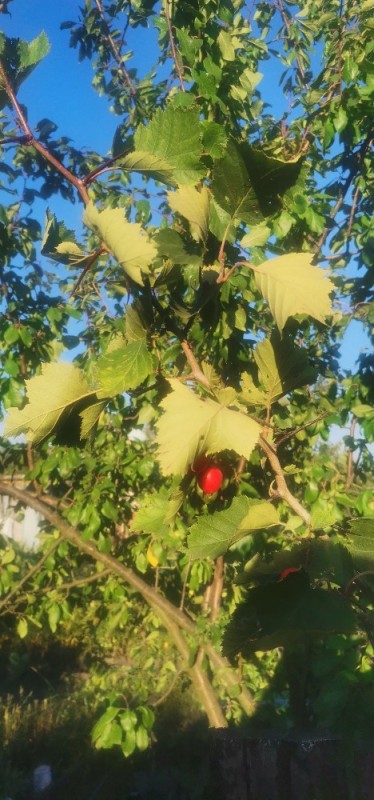 Create meme: soft hawthorn-crataegus submollis, hawthorn leaf, hawthorn bush