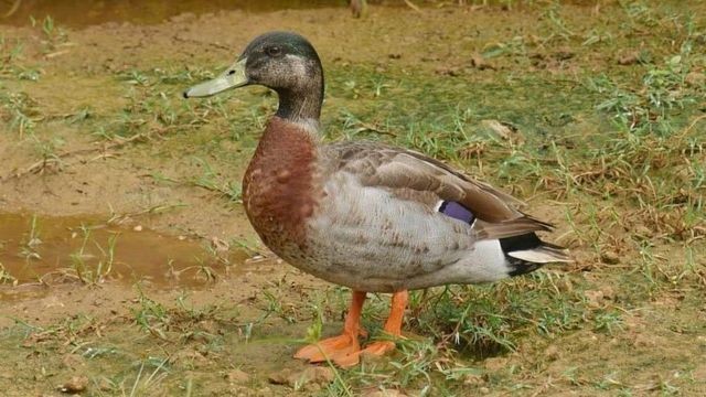 Create meme: Mallard duck , duck , duck drake