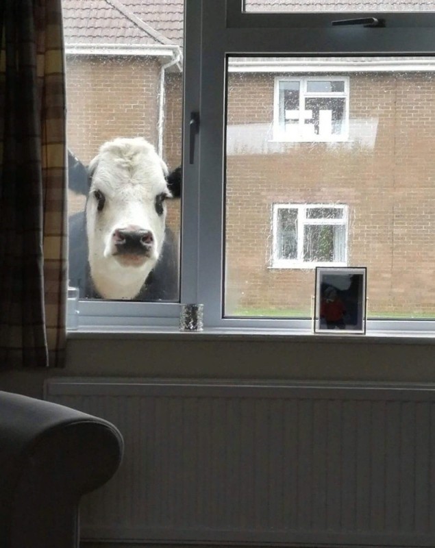 Create meme: the cow in the window, meme cow, memes about cows