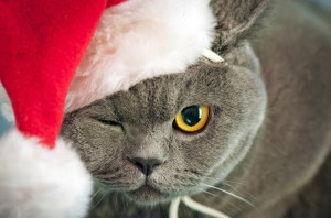 Создать мем: коты в новогодних шапках, кот, новогодний котик
