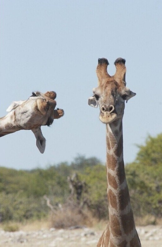 Создать мем: животные жираф, смешной жираф, жираф поднимает настроение