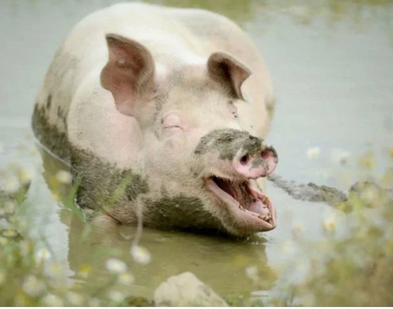 Создать мем: большая свинья, животные свинья, чистая свинья
