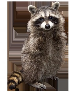 Create meme: raccoons, raccoon, raccoon