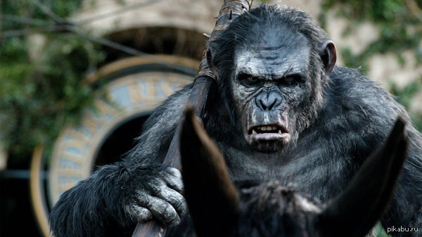 Create meme: planet of the apes koba revolution, planet of the apes 2011 , planet of the apes 2014
