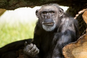 Create meme: male chimpanzees, chimpanzees