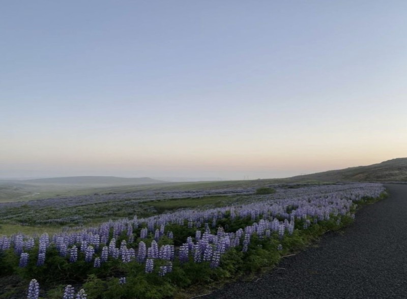 Create meme: lupin of texas, wild lupines in Iceland, Lupin 
