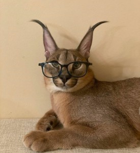 Create meme: Caracal