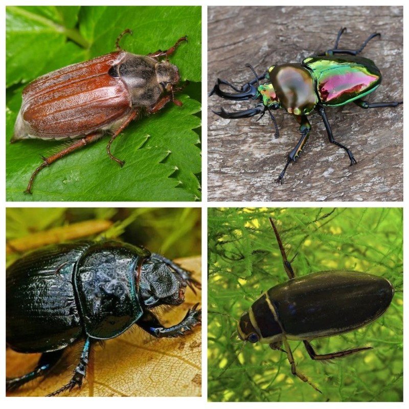 Create meme: beetle brantovka, beetle may beetle, beetle 