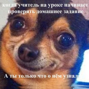 Create meme: Chihuahua, dog funny, dog meme