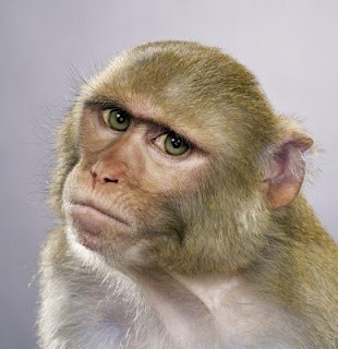 Create meme: monkey , Jill Greenberg monkeys, The blue-eyed monkey