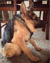 Create meme: German shepherd breed, dog German shepherd, short German shepherd