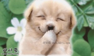 Create meme: cute puppy, gif, dog