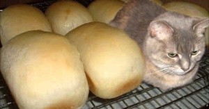 Create meme: bread cat, cat mehleb