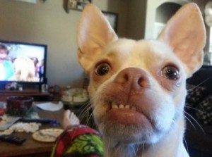 Create meme: meme dog, funny, Chihuahua
