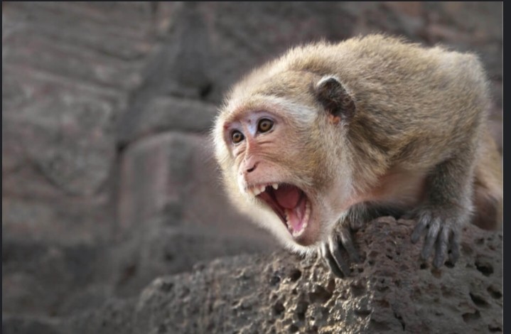 Create meme: monkey yawns, Japanese macaque, funny monkey 