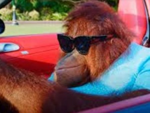 Create meme: monkey behind the wheel, orangutan