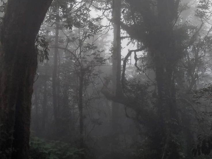 Create meme: dark forest dense forest, foggy forest, foggy forest background