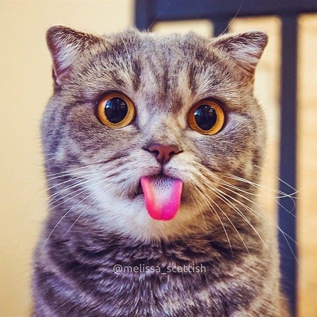 Create meme: cat , funny cat, a cat with his tongue hanging out