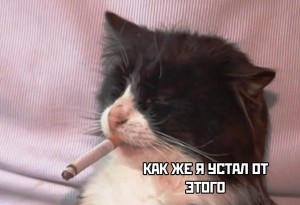 Создать мем: котик с сигаретой, накуренный кот, кошка