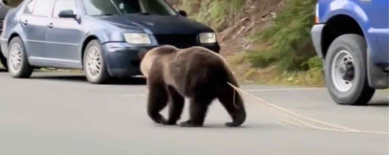 Create meme: bear on the road, grizzly bears, bear bear