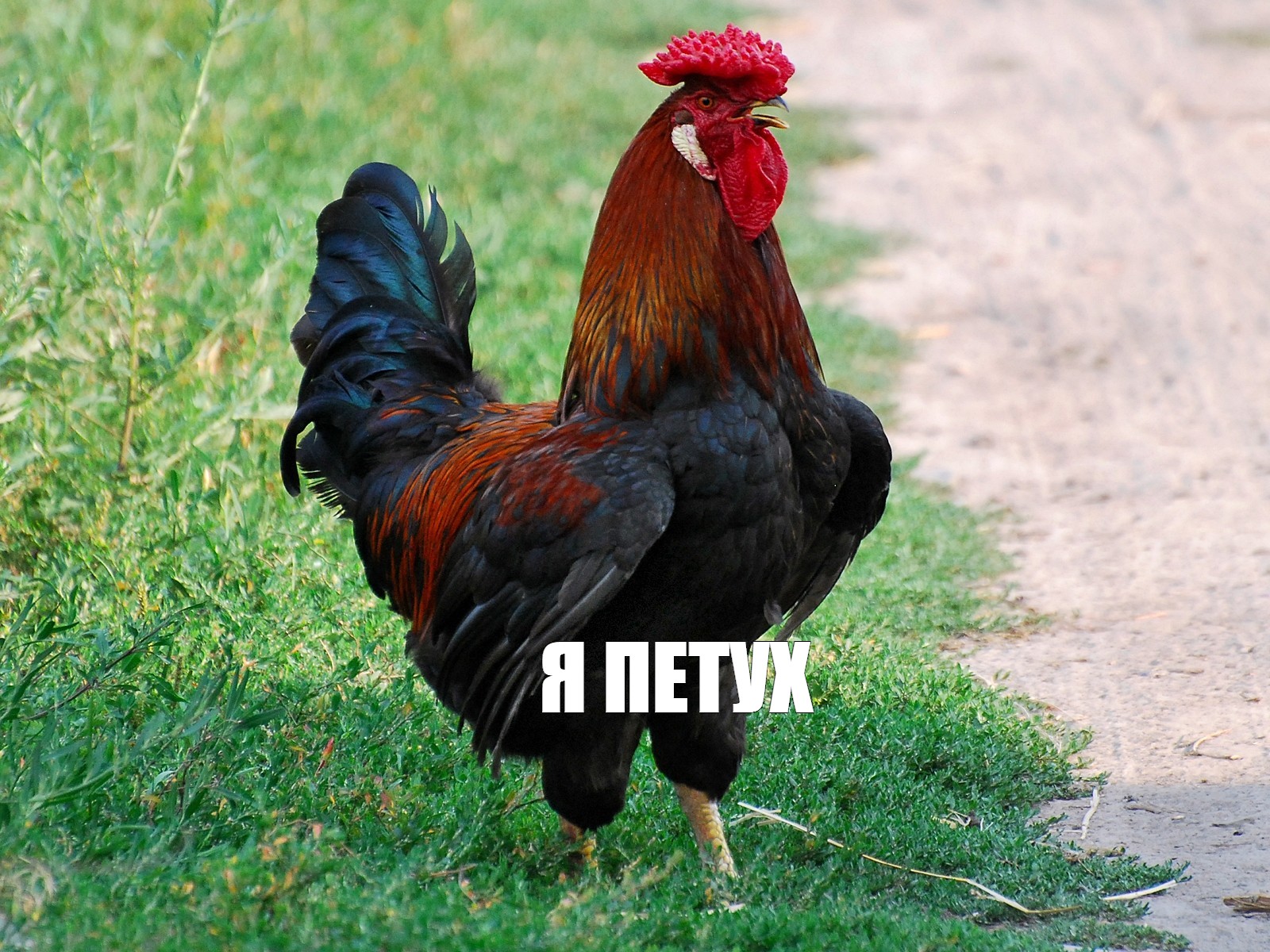 Создать мем: null