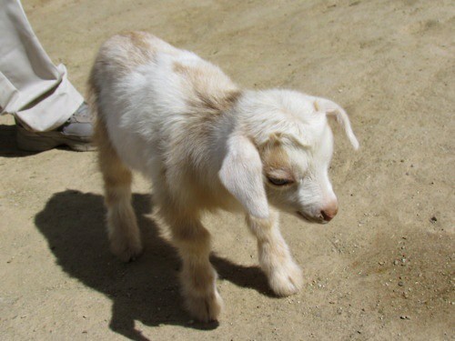 Create meme: white goat, Zaanen newborn baby goats, lamanchi goats