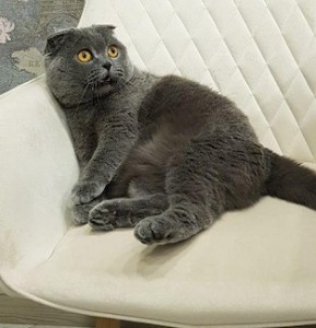 Создать мем: скоттиш фолд, британская кошка вислоухая дымчатая, британская вислоухая кошка серая