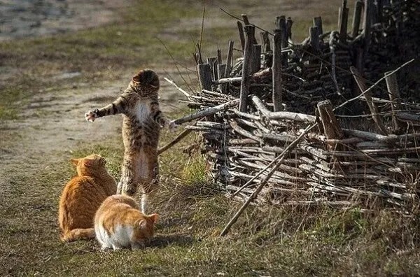 Create meme: cat , red cat on the fence, the fisherman cat