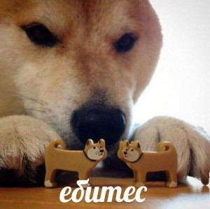 Create meme: dog sosites, Shiba inu, bites meme with dog