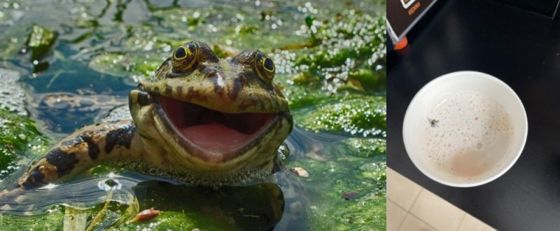 Create meme: toad frog, Toad kwa kwa, toad kva