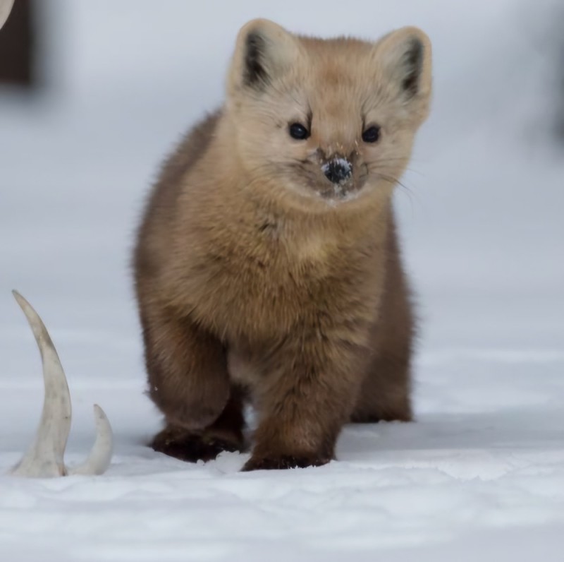 Create meme: sable of the Putorana plateau, sable marten, sable animal