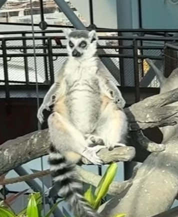 Create meme: funny lemur, lemur from madagascar, lemur home