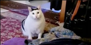 Create meme: cat, meme cat, fat cat