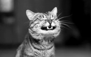 Create meme: black and white cat, cat smiles, cats with a smile