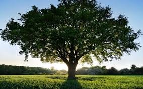 Create meme: oak tree, beautiful tree, spreading oak crown