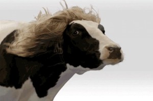Create meme: hair, gif, cow
