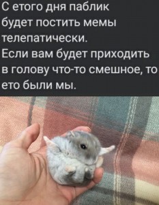 Create meme: funny hamsters, hamster gungari, Djungarian hamster