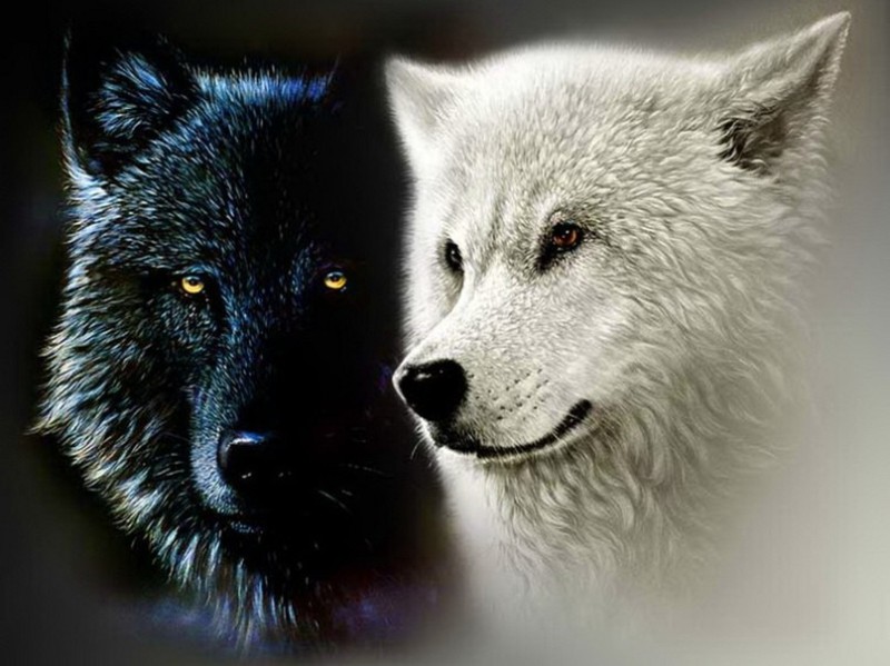 Create meme: black wolves, two wolves, white wolf and black wolf