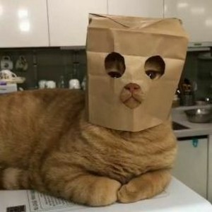 Create meme: funny cats, cat in the package