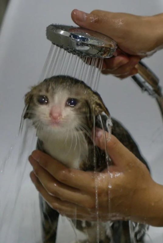 Create meme: crying cat, wet seal , kitten tears