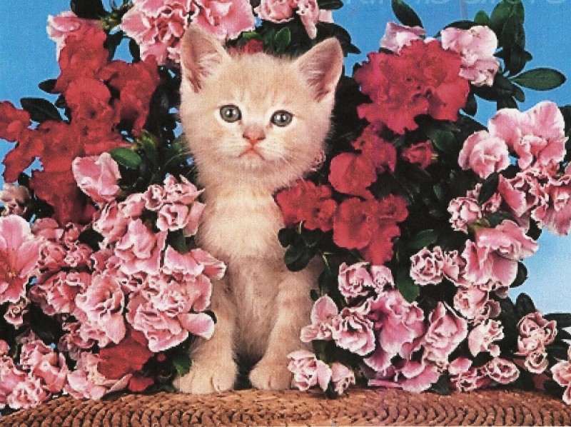 Create meme: kitten with flowers, beautiful postcards with cats, kitten in flowers