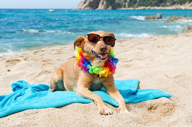 Create meme: dogs on the beach, dogs at sea, a dog on vacation
