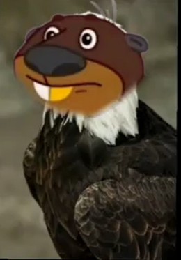 Create meme: beaver kurvp, eagle bird, Angri Birds the Mighty Eagle