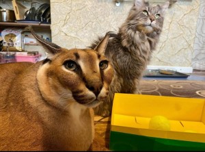 Create meme: Caracal