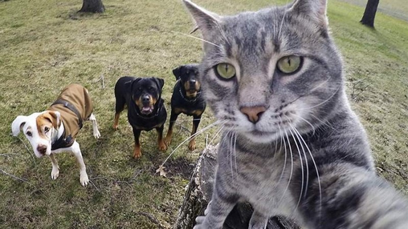 Create meme: cat Manny, cats selfie, cat selfie with dogs