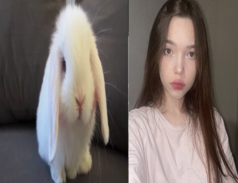 Create meme: rabbit lop-eared RAM, rabbit , white lop - eared rabbit